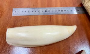 Фото: в Киеве обнаружили посылку с бивнями моржей и зубами кашалотов