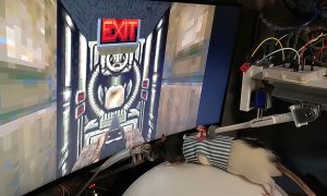 Видео: живые крысы научились играть в популярную компьютерную игру