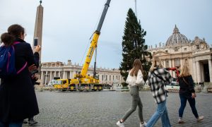 Фото: у Ватикан доставили багатотонну Різдвяну ялинку