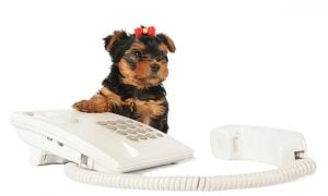 Британские ученые разработали видеотелефон для собак