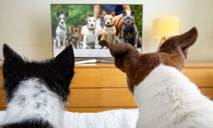 В Великобритании запускают телеканал для собак. Он будет помогать животным преодолевать стресс