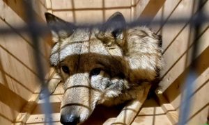 Фото: из Украины в Непал пытались вывезти волков под видом собак