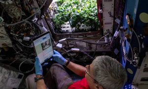 Фото: астронавты приготовили блюдо из выращенного на орбите перца