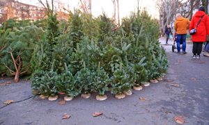 КГГА назвала цены на новогодние елки