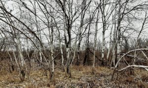 Фото: в украинском заповеднике впервые заметили бобров