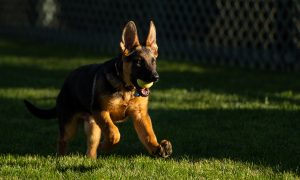 Фото, видео: президент США Байден обзавелся новой собакой