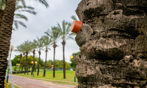 В Израиле сейсмические датчики защитят пальмы от вредителей