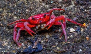 Подсмотреть за животными. В Великобритании создали робота-шпиона в виде краба