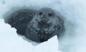 Видео: украинские ученые на станции «Академик Вернадский» записали, как «поют» тюлени