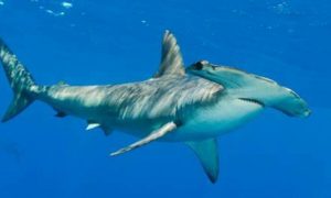 В Китае акулу-робота запустили в океанариум