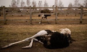 Фото: від обстрілів окупантів постраждали тварини у зоопарку під Києвом