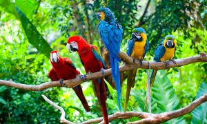 Ученые раскрыли секрет яркости оперения тропических птиц
