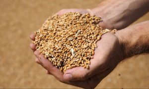 Британия предоставит технологии для обнаружения ворованного рашистами украинского зерна