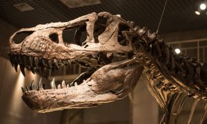 На острове недалеко от Англии нашли останки крупнейшего в Европе динозавра-хищника