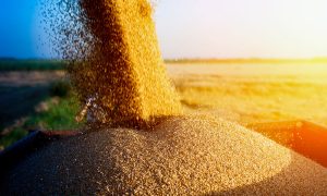 Урожай зерновых в 2022 году: хватит ли для нужд страны