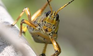 Ученые создали насекомых-киборгов, которые умеют выявлять раковые клетки