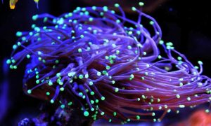 Ученые узнали, почему глубоководные кораллы светятся во тьме