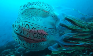 У берегов Австралии удалось снять на видео редкую крупную медузу