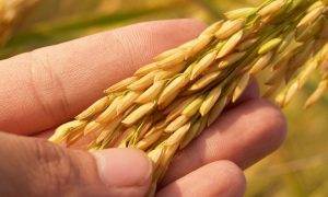  Более 50% заемщиков в рамках программы «5-7-9» представляют аграрный сектор