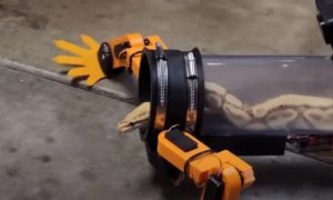 Видеоблогер создал роботизированный экзоскелет для змеи. Теперь она может ходить – видео