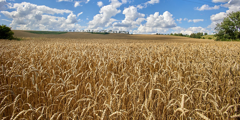 Окупанти відбирають у фермерів із тимчасово окупованих територій мільйони тонн нового врожаю – міністр Сольський