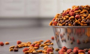 Сингапур будет покупать украинские корма для домашних животных