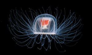 Ученые выяснили, как бессмертной медузе удается не стареть, а циклически омолаживаться