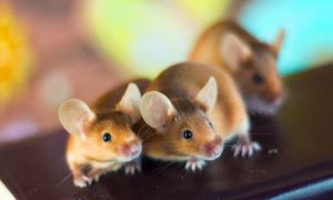 Британские ученые создали искусственный эмбрион мыши