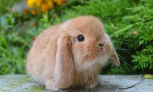 Проблема длиной в 150 лет. ДНК-тест позволил определить виновного в нашествии кроликов в Австралии