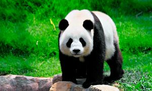В Болгарии нашли останки, вероятно, последней панды в Европе