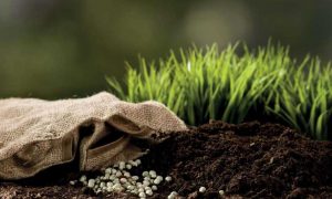 Из-за цен на газ: крупнейший польский производитель удобрений сократил производство