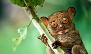 Ученые будут использовать искусственный интеллект, чтобы расшифровать общение животных