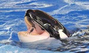 В Марокко обнаружили останки доисторического хищника, похожего на косатку