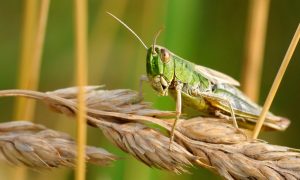 Ученые хотят использовать саранчу для выявления рака