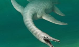 В США нашли новый вид морского динозавра