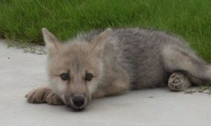 В Китае родился первый в мире клонированный волк