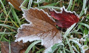 У столиці зафіксували рекордний період без морозів: подробиці 