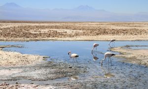 Растущая популярность электромобилей ставит под угрозу существование фламинго