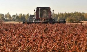 Урожая гречки хватит на весь год – в Минагрополитики прогнозируют снижение цен