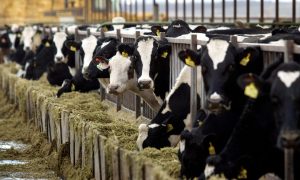 Более 11 тысяч малых агропроизводителей смогут получить помощь от ЕС. Однако есть условия