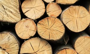 «Ліси України» розкрили дані про прибуток: рекордний - на порядок більший, ніж до реформи