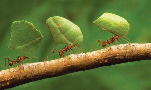 Ученые подсчитали количество муравьев на Земле