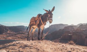 Ученые обнаружили в ДНК осла время одомашнивания в Африке