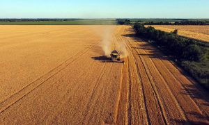 Аграрии уже намолотили 26 млн тонн зерна