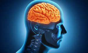 Швейцарские ученые открыли новую функцию человеческого мозга