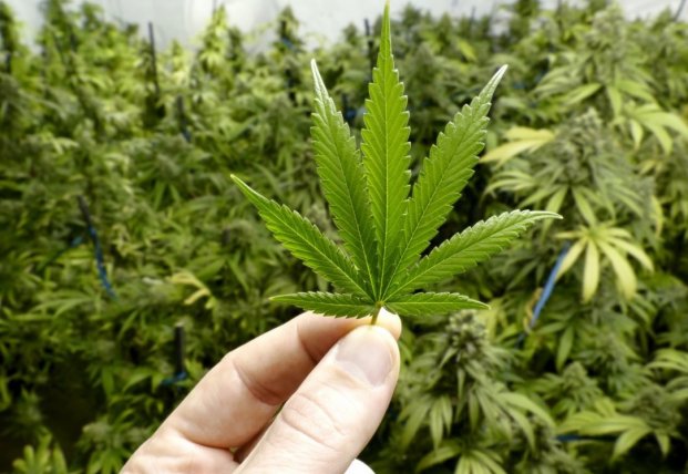 СМИ опубликовали планы Германии по легализации каннабиса