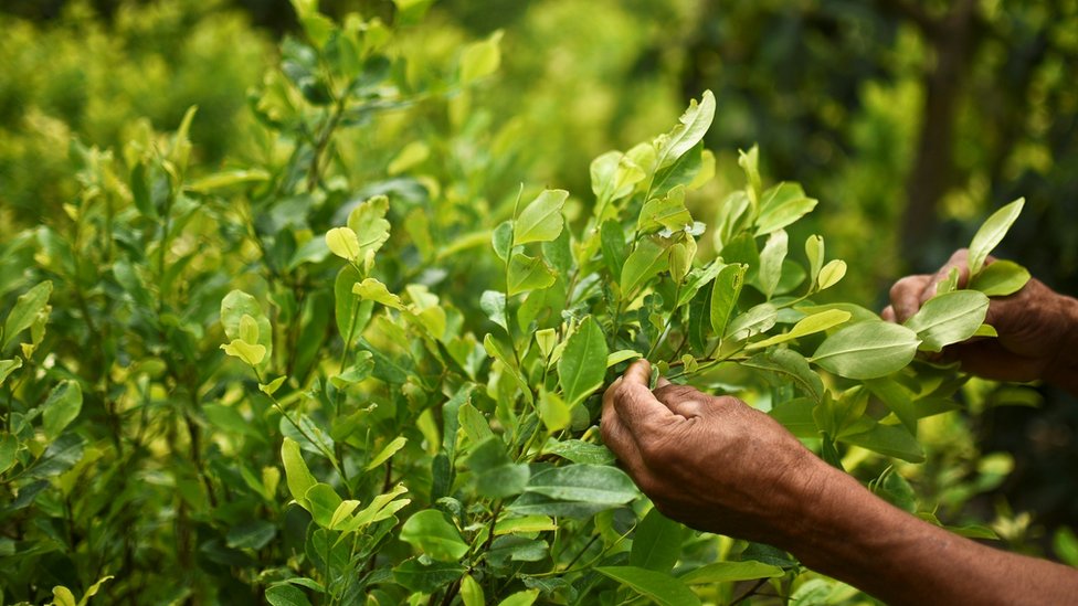 Посевы коки в Колумбии выросли до исторического максимума – ООН