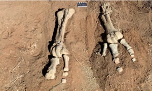 В Австралии найдены останки самой большой птицы в мире