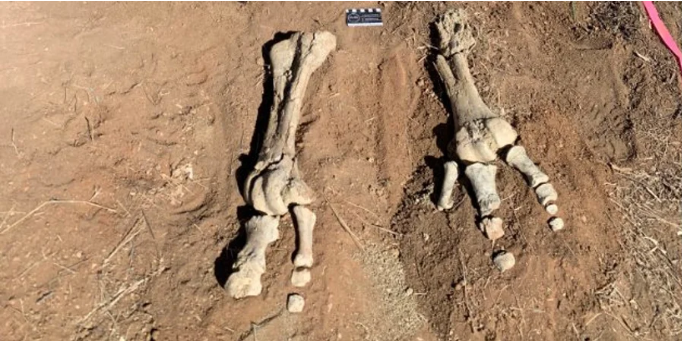 В Австралии найдены останки самой большой птицы в мире