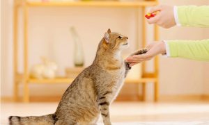 Можно и нужно. Британские исследователи рассказали, как воспитывать кошек